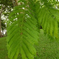 Jacaranda mimosifolia D.Don